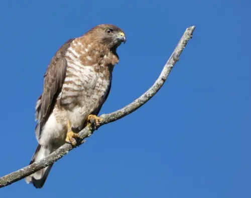 An image of a Broad-winged Hawk.