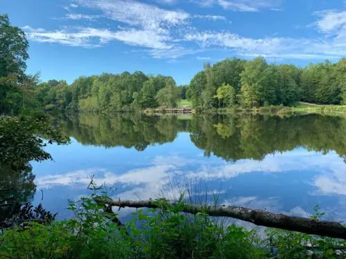 An image of Dragonfly Pond at the park.