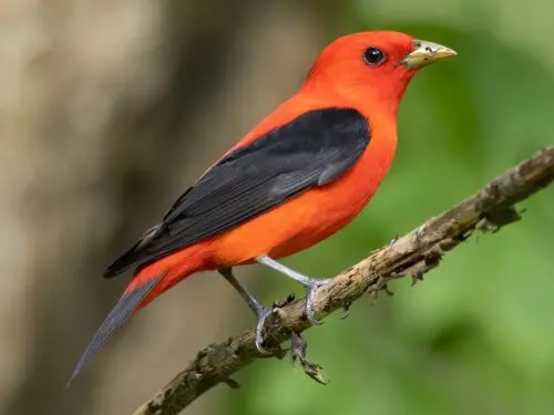 An image of a Scarlet Tanager.